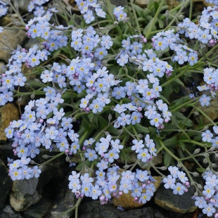 Myosotis alpestris